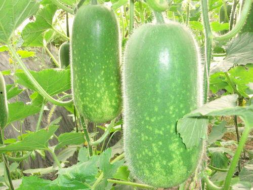 51大瓜黑料吃瓜今日知乎,今日知乎热议焦点深度解析